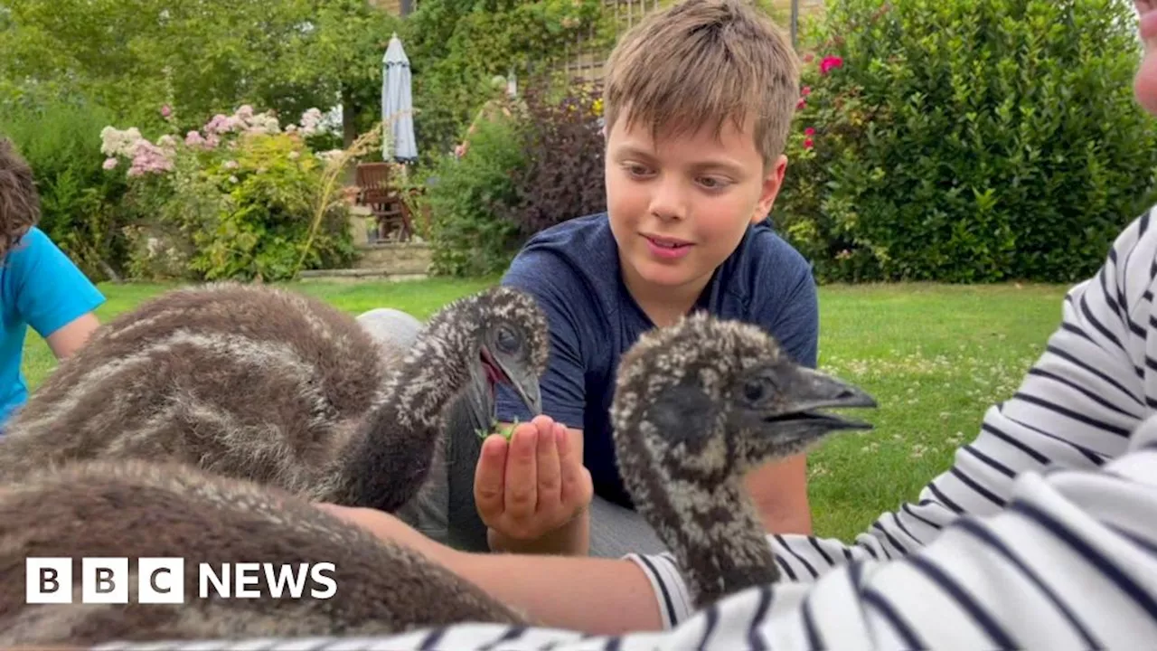 Bicester: Boy with autism says emus taught him about love