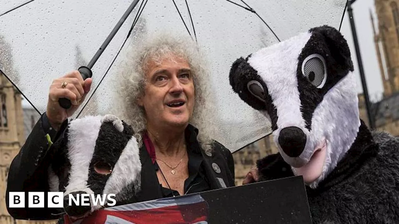 Queen's Brian May leads bovine TB research to end badger cull