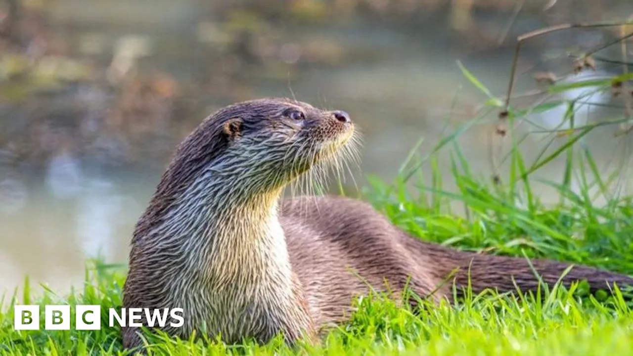 West Sussex: Shelf built to help otters safely cross road