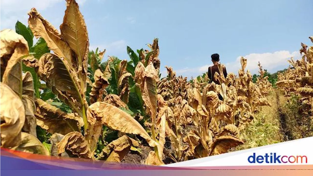 Ada Aturan Ini, Petani Khawatir Produksi Tembakau Jadi Tak Laku