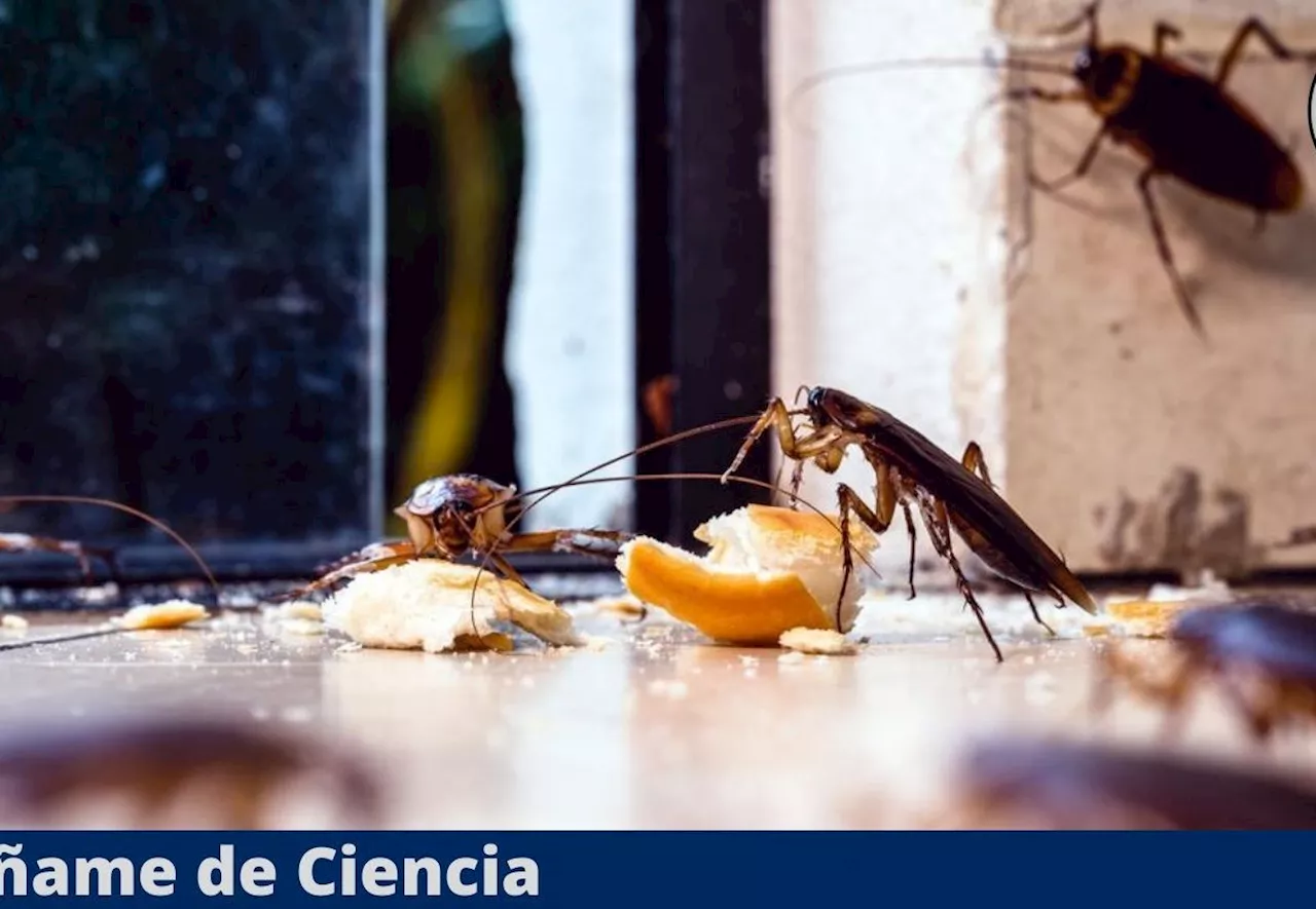 El truco poco conocido para acabar con las cucarachas del hogar de manera rápida