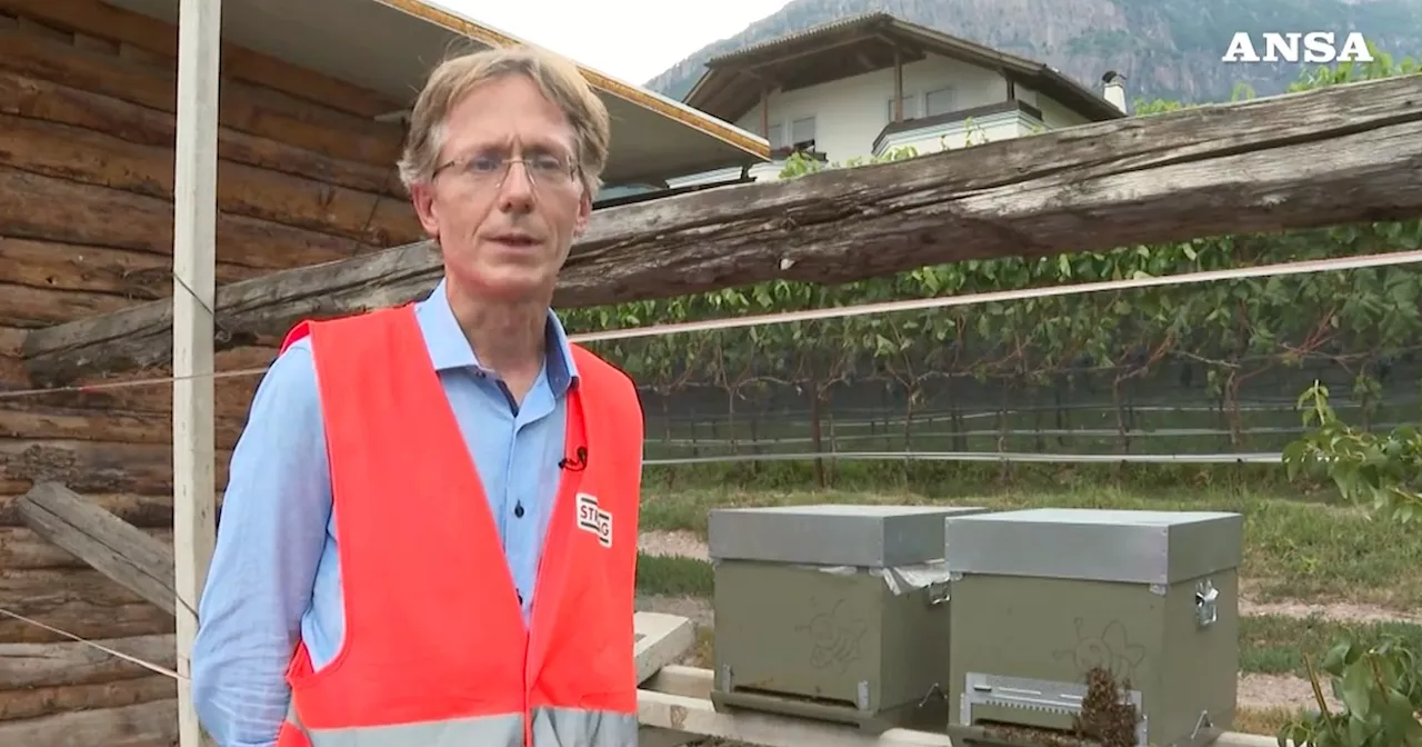 Bolzano, api come sentinelle ambientali nei cantieri: “Grazie a loro misuriamo la qualità…