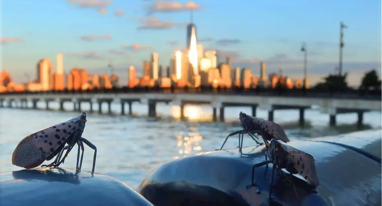 NY's invasive lanternflies are coating the region with sweet, destructive poop