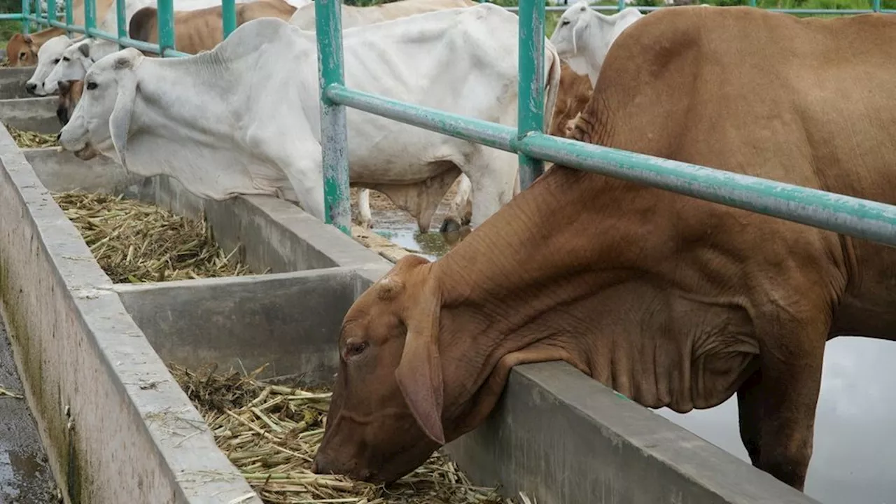 Imbuhan Pakan Ternak Berbasis Mikroba dan Tanaman