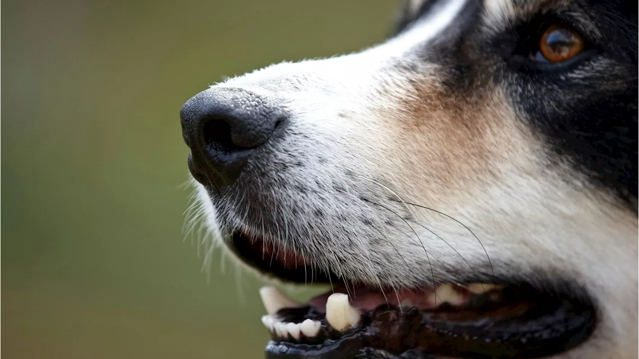  25-Kilo-Hund geht auf Polizist los – beißt ihn ins Bein