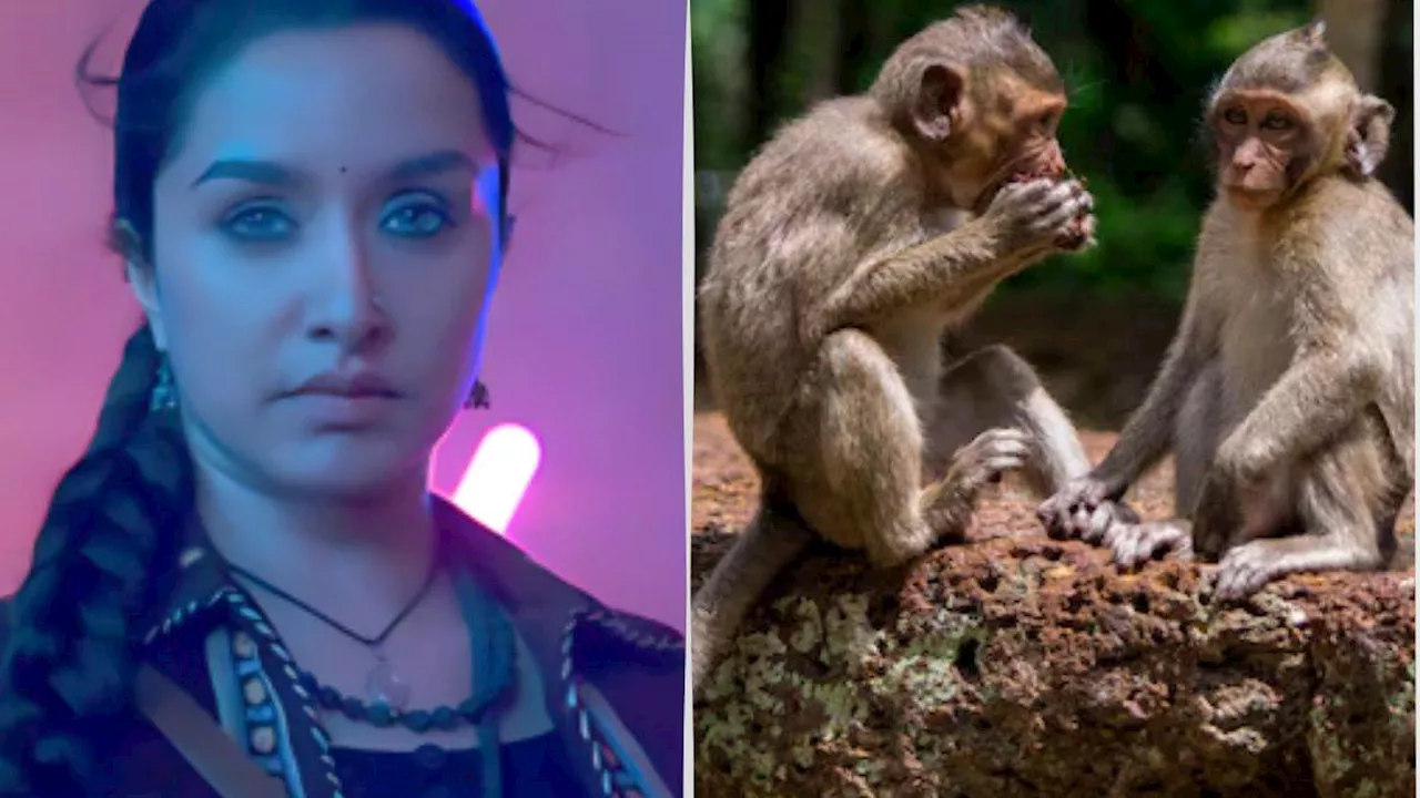 Stree 2 के दौरान Shraddha Kapoor के होटल में बंदरों ने मचाया था आतंक, एक्ट्रेस की कीमती चीज कर दी थी गायब