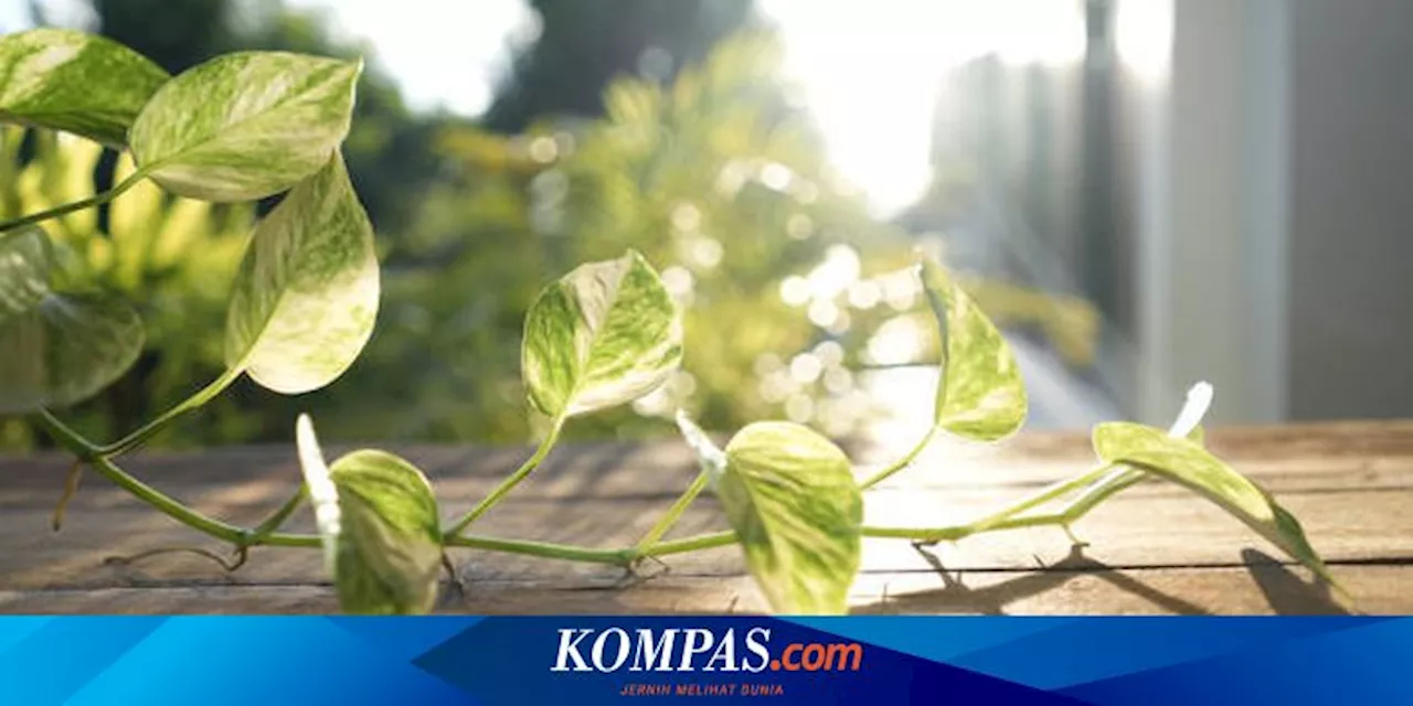 6 Penyebab Daun Sirih Gading Menguning dan Cara Mengatasinya