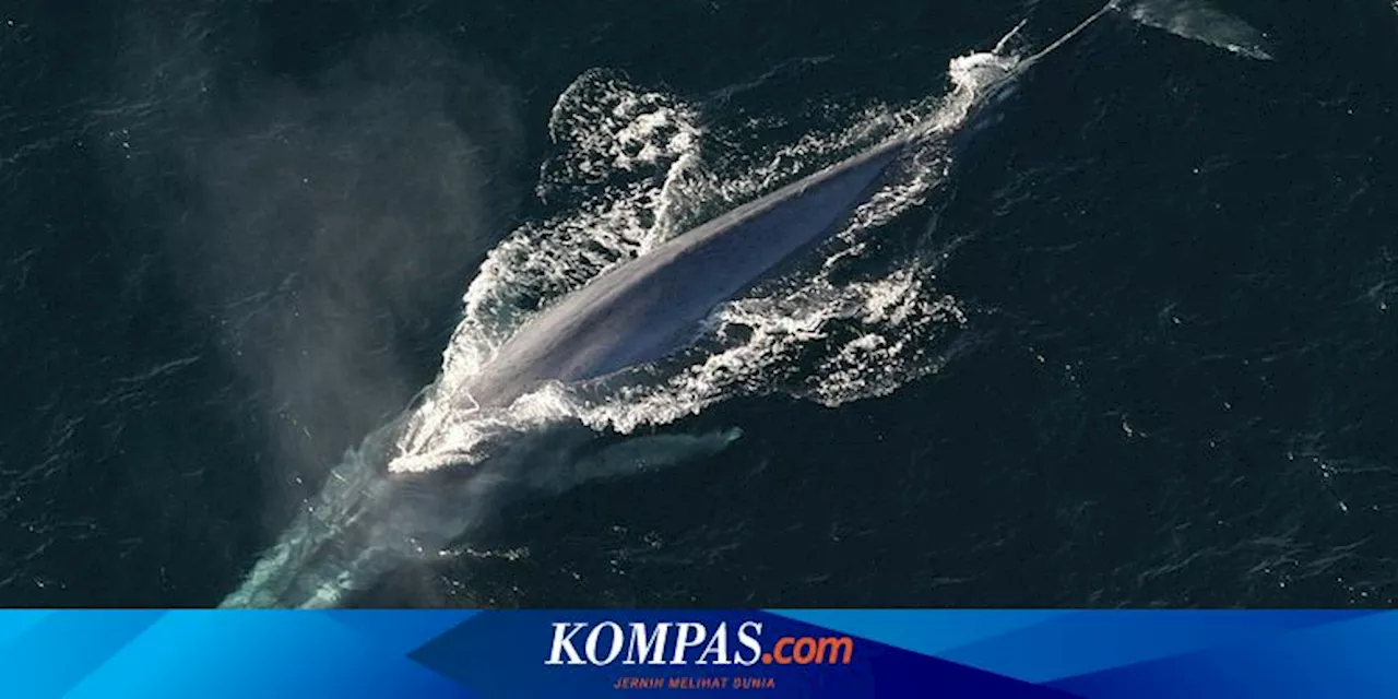 Kisah Whale 52, Hewan Paling Kesepian di Dunia yang Mengugah Hati