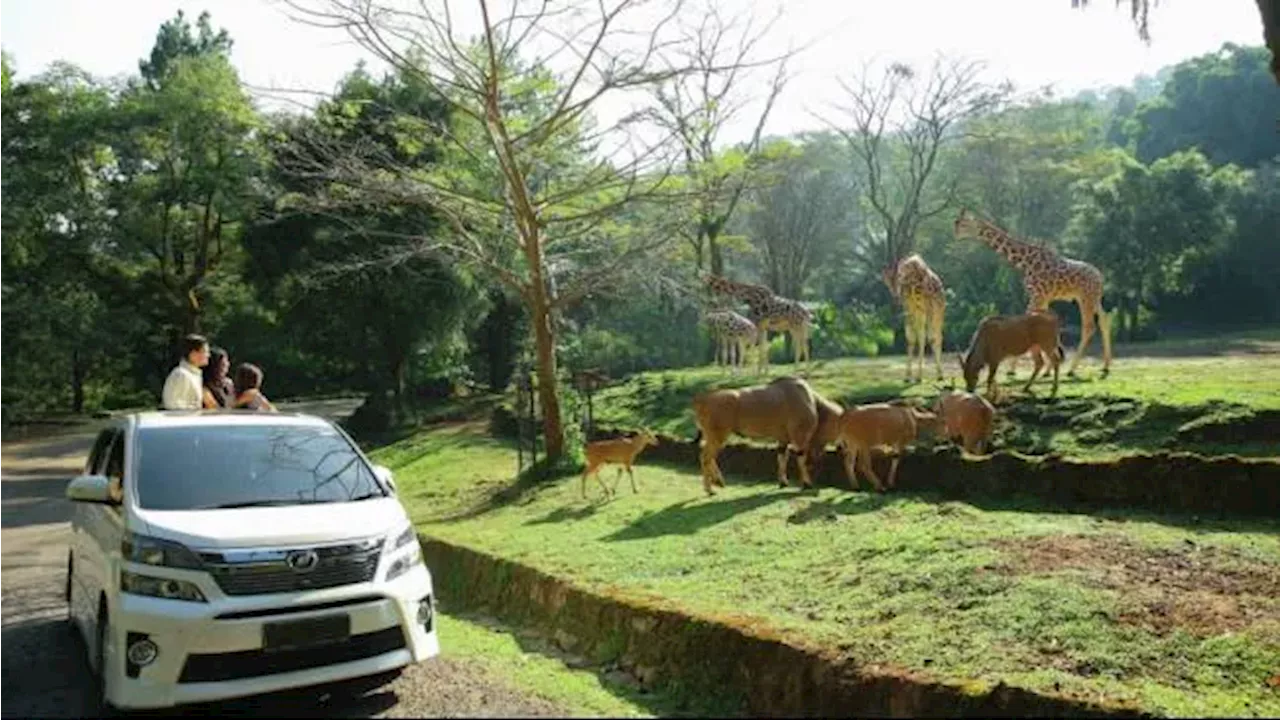 Taman Safari Mau Buka di IKN, Sedang Tahap Penentuan Calon Lokasi