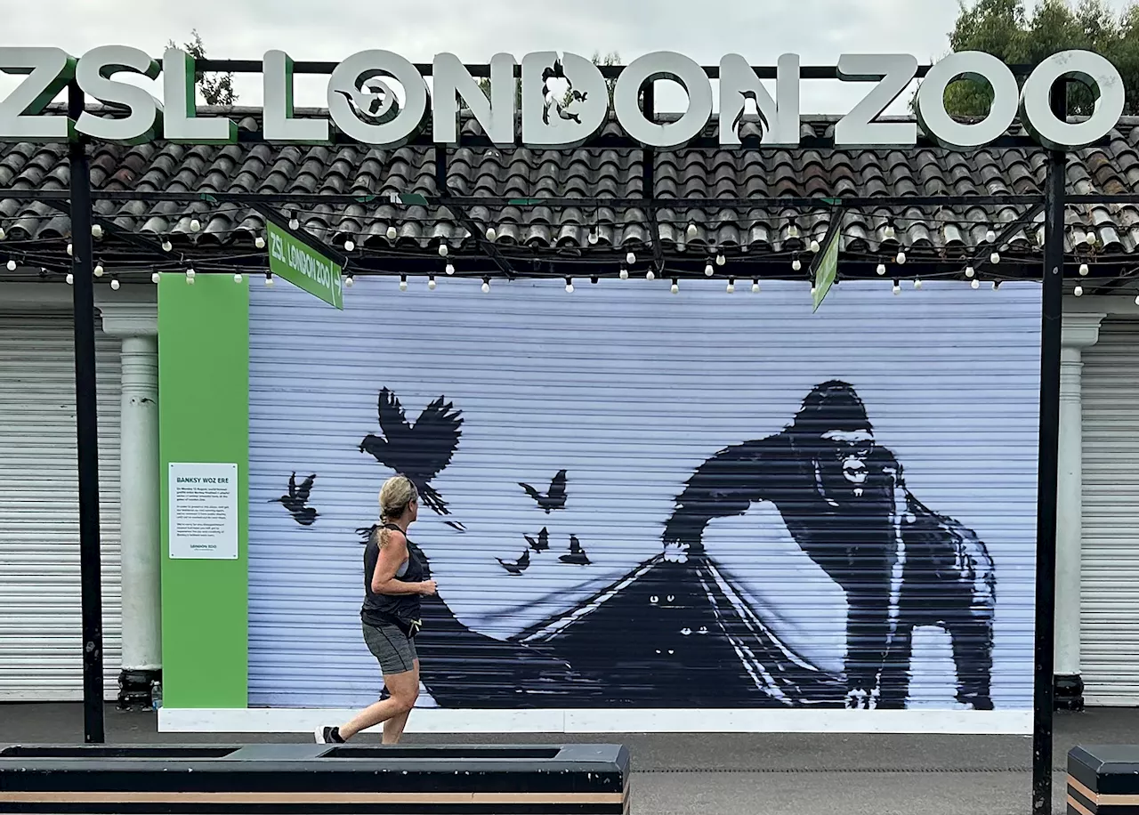 ‘Banksy woz ere.' London Zoo is the latest to remove street artist's animal mural for protection