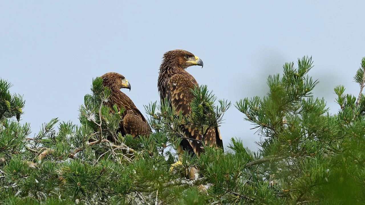 Kaiseradler-Bestände im nordöstlichen Weinviertel stagnieren