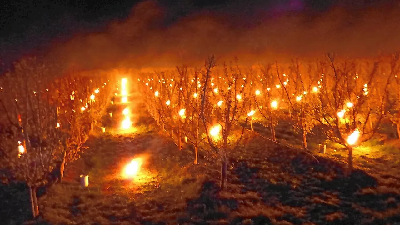 Marillenernte: In Frostnächten erfolgreich gekämpft