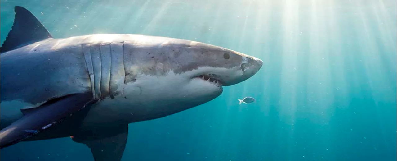 Surprise Discovery Reveals There's 3 Different Kinds of Great White Shark