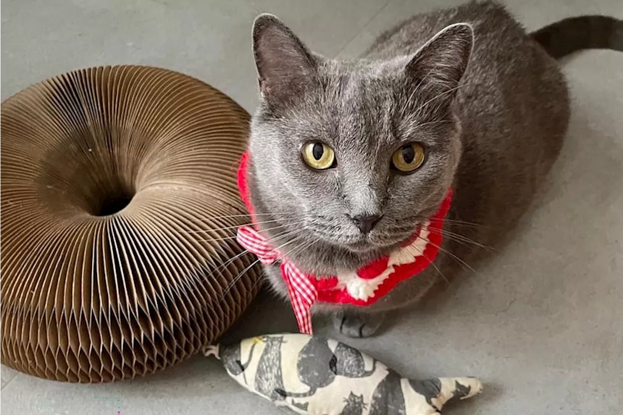 Young & Savvy: A $2 wand toy beats a $20 automated bee in entertaining my new pet cat