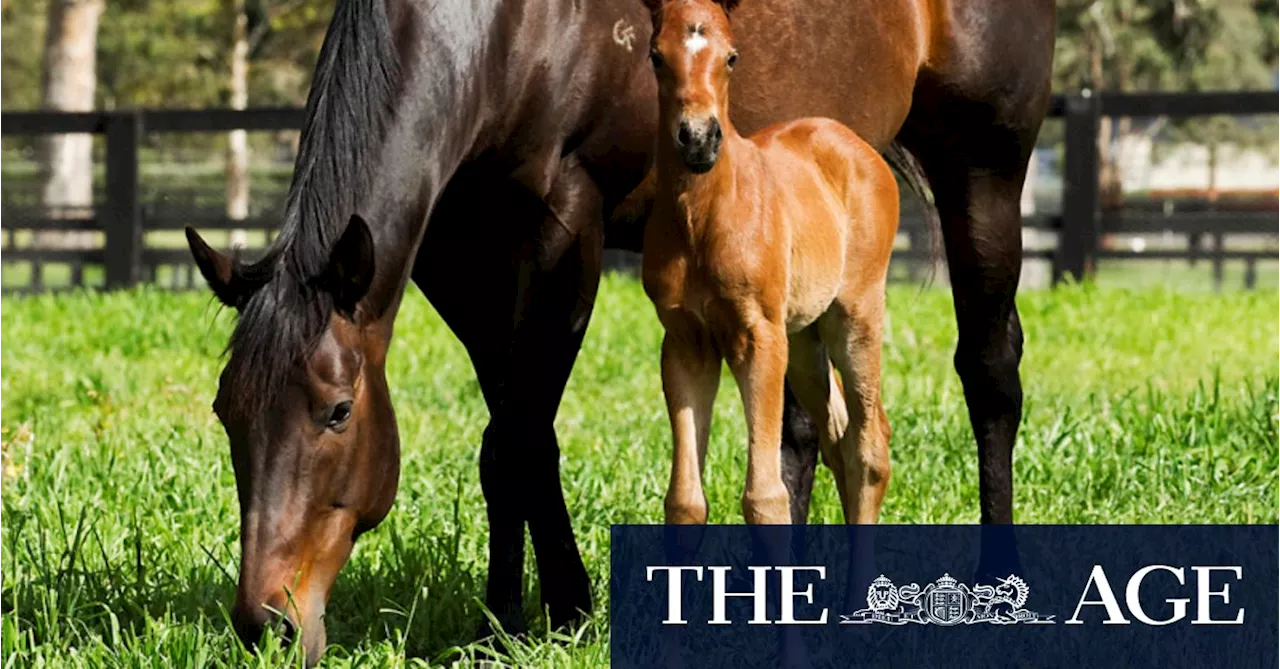 ‘Criticism is misplaced’: Breeders’ chief defends Black Caviar owners