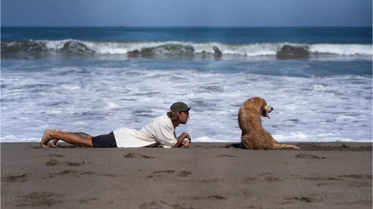 Urlaub an der Nordsee: Touristen klagen beliebte Insel wegen Hunde-Regeln an