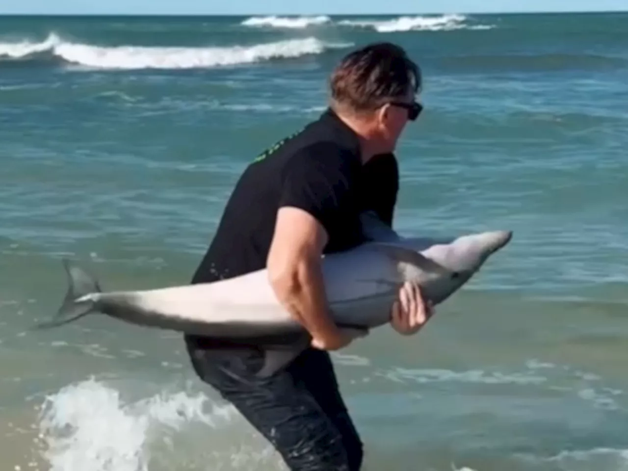 – Percy Montgomery Maintains Legend Status By Saving Stranded Baby Dolphin [Video]