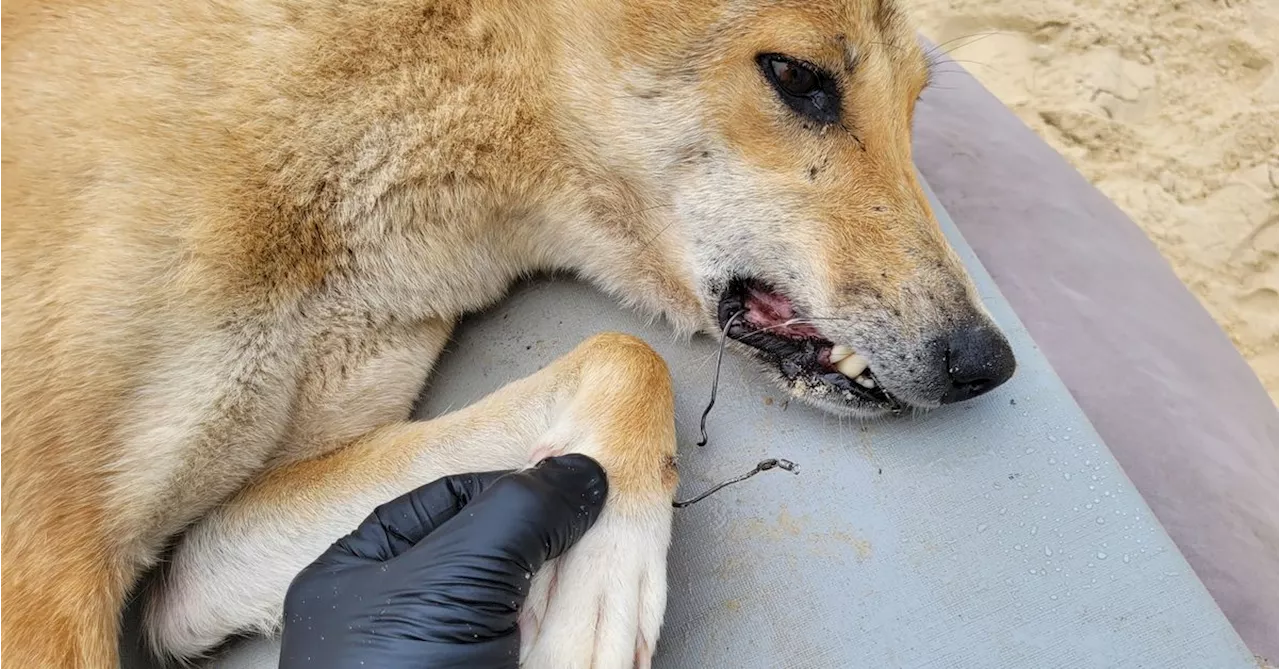 Dingo found tangled paw to jaw in gang hooks on K'gari