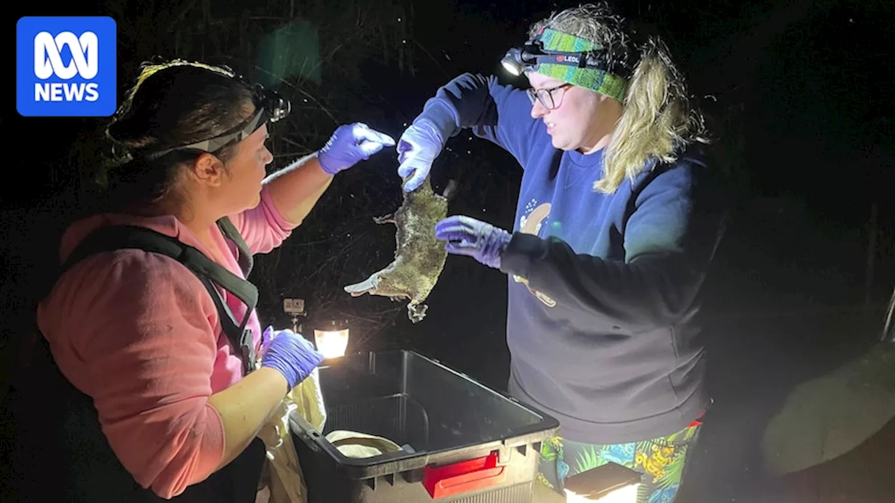 Australian-first study finds 'forever chemicals' in platypuses, sparks warning contamination 'more widespread than we know'