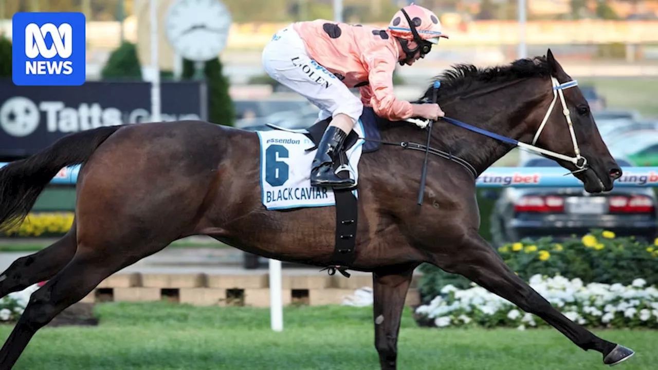 Owners of late Black Caviar reveal champion racehorse's final foal has died