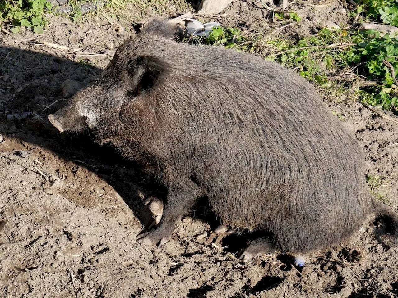 Cinghiale morde bambino in spiaggia sull'isola di Spargi alla Maddalena