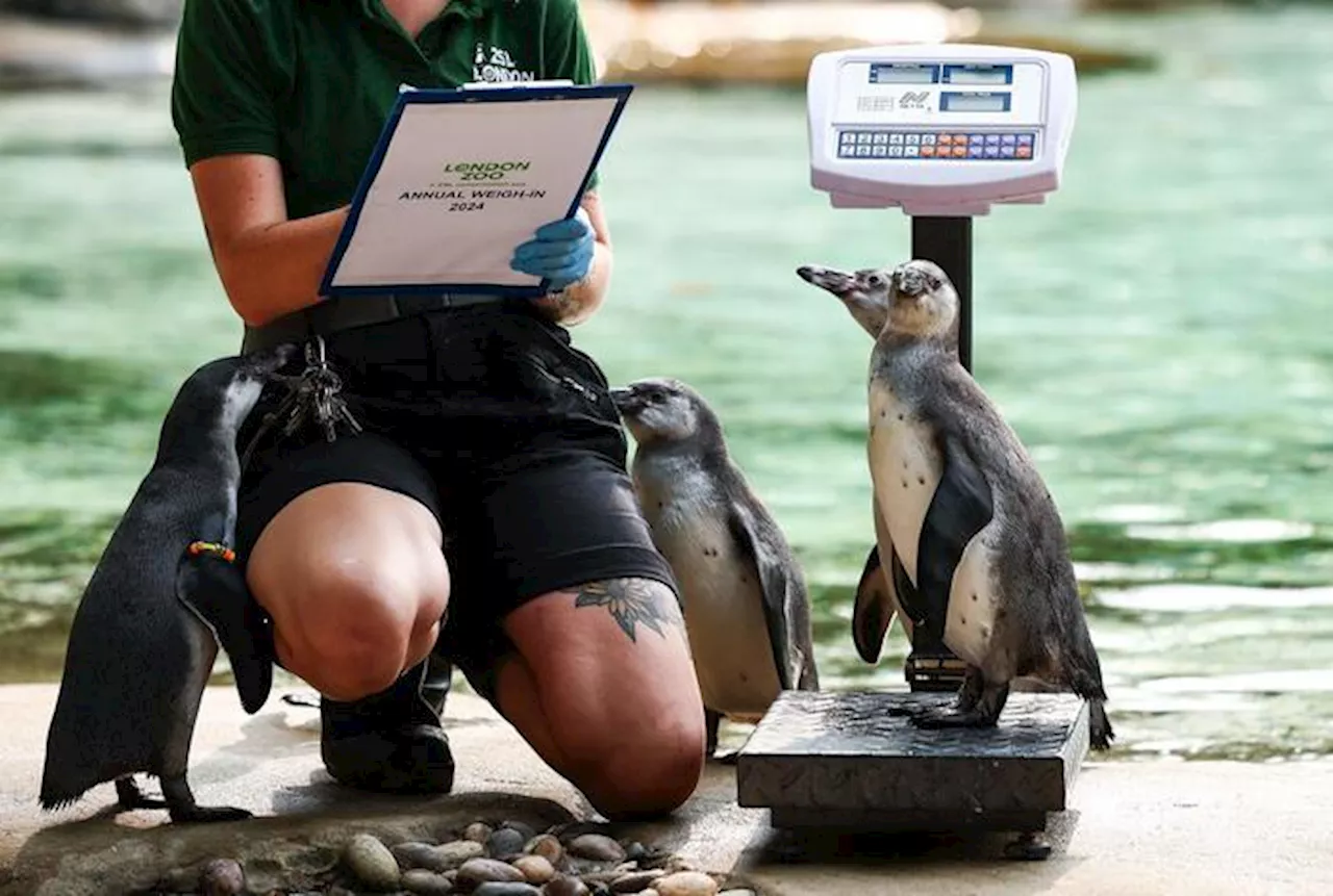 Allo zoo di Berlino è il giorno della pesatura