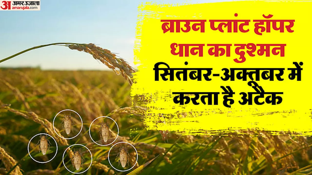 Agriculture: धान की खेती को लेकर पूसा की एडवाइजरी, ये कीट बर्बाद कर सकते हैं पूरी सफल; किसान ऐसे करें मुकाबला