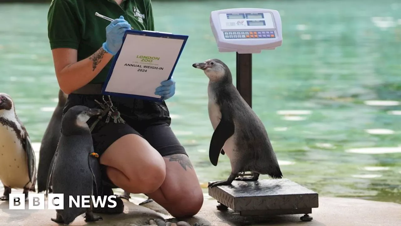 London Zoo animals take to scales for annual weigh-in