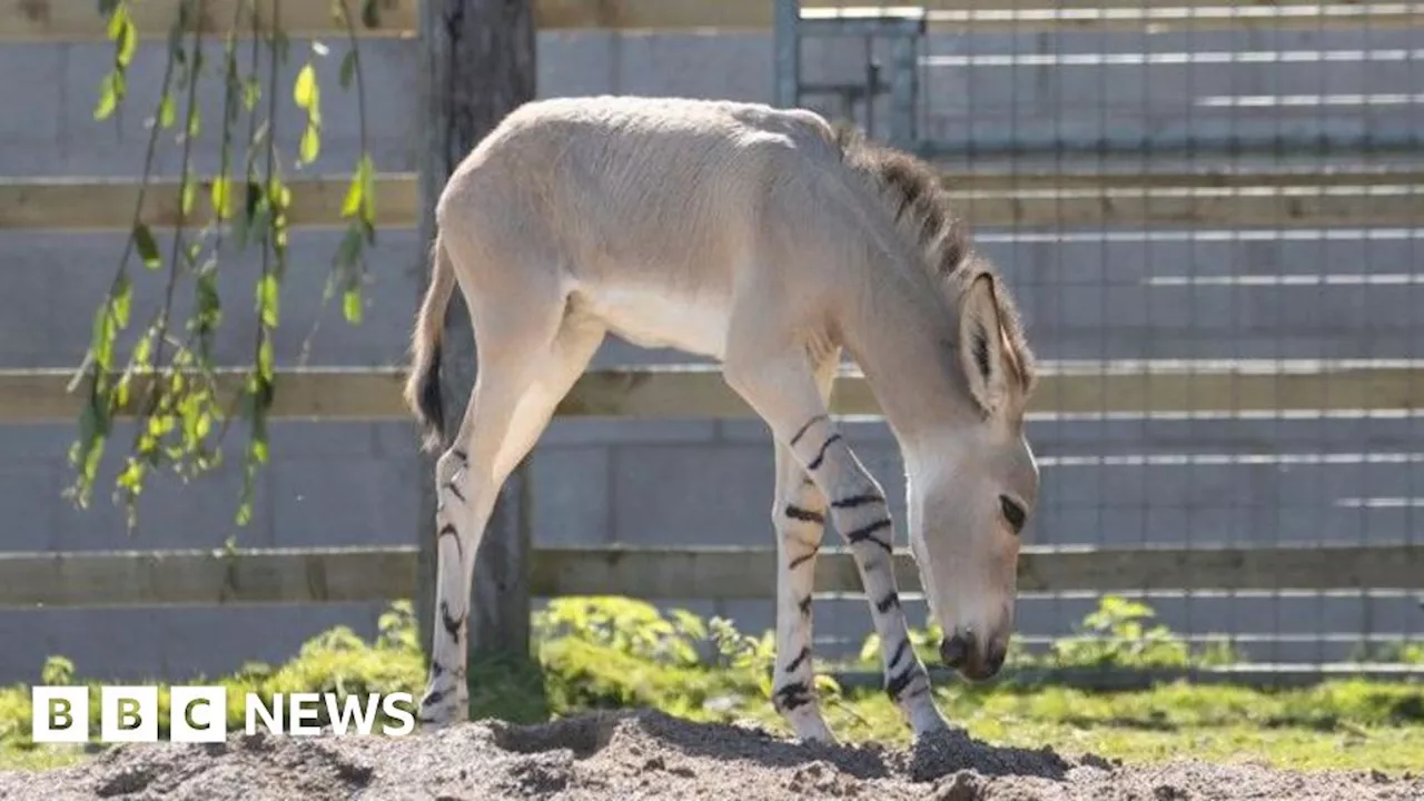 Rare Somali wild ass foal born at Knowsley Safari Park