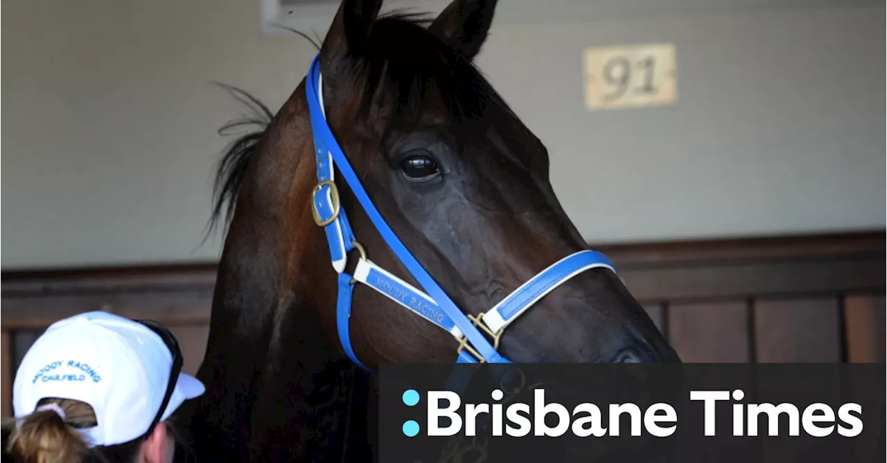 Black Caviar’s final foal dies days after champion mare’s death