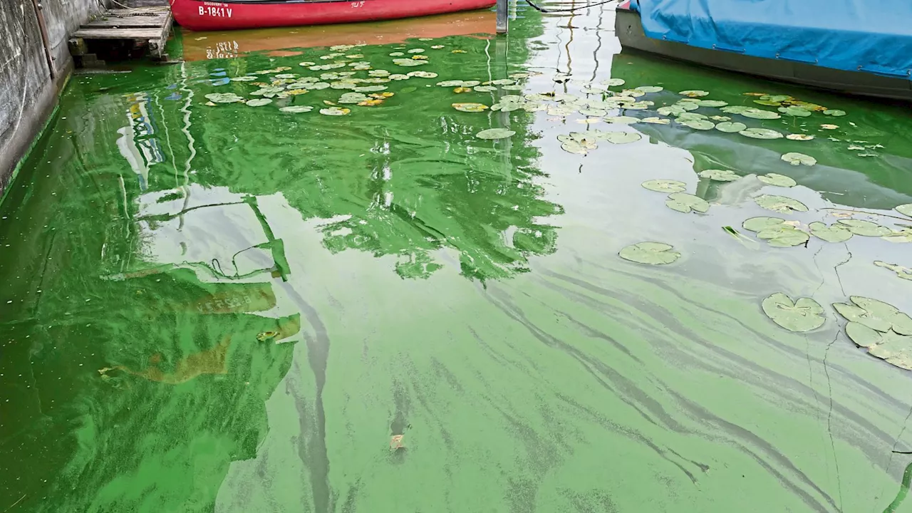 Blaualgen-Alarm löst Bade-Schock am Wannsee aus!