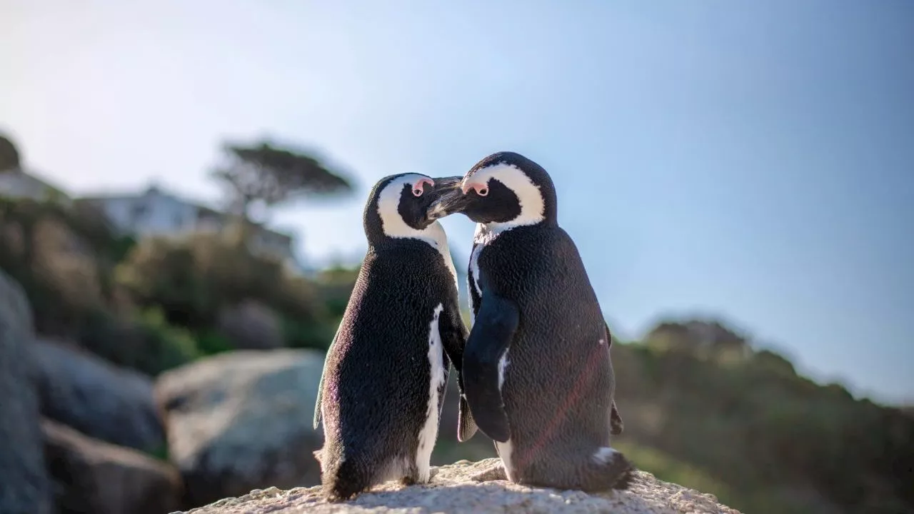 DA in full support of plans to save endangered African penguins