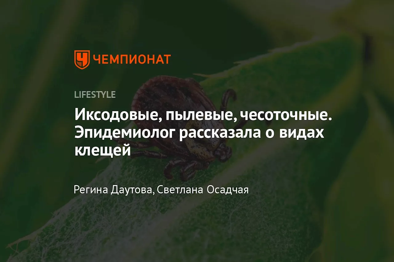 Иксодовые, пылевые, чесоточные. Эпидемиолог рассказала о видах клещей