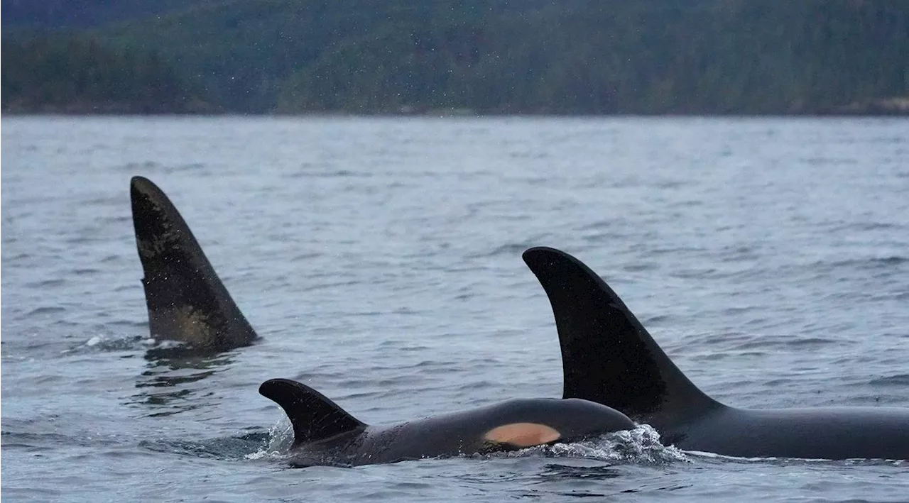 Film company fined $30K for flying drone too close to killer whales on Vancouver Island