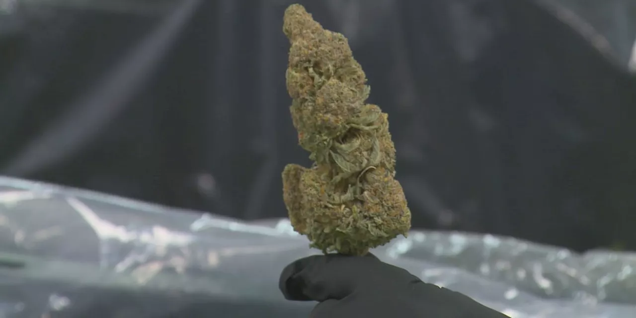 Law enforcement discusses policing legalized recreational marijuana