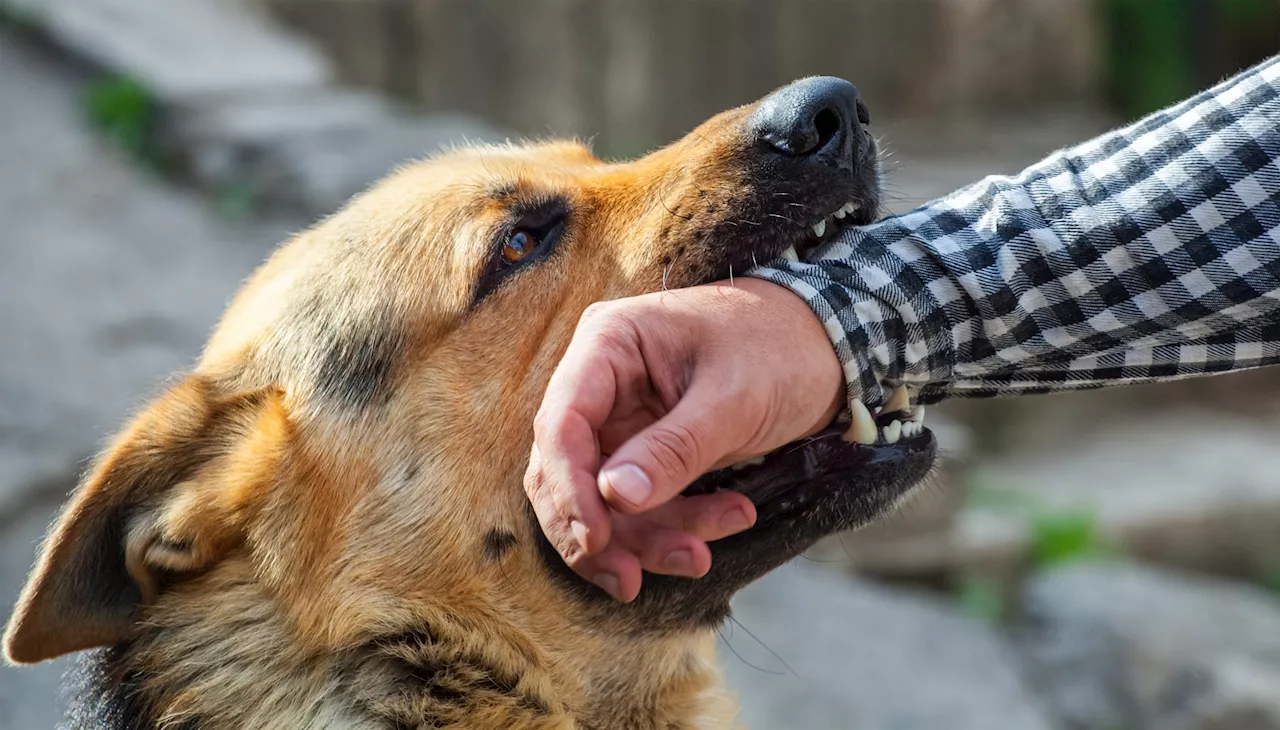 Leur mère de 34 ans se fait mordre par un chien, cinq enfants deviennent orphelins