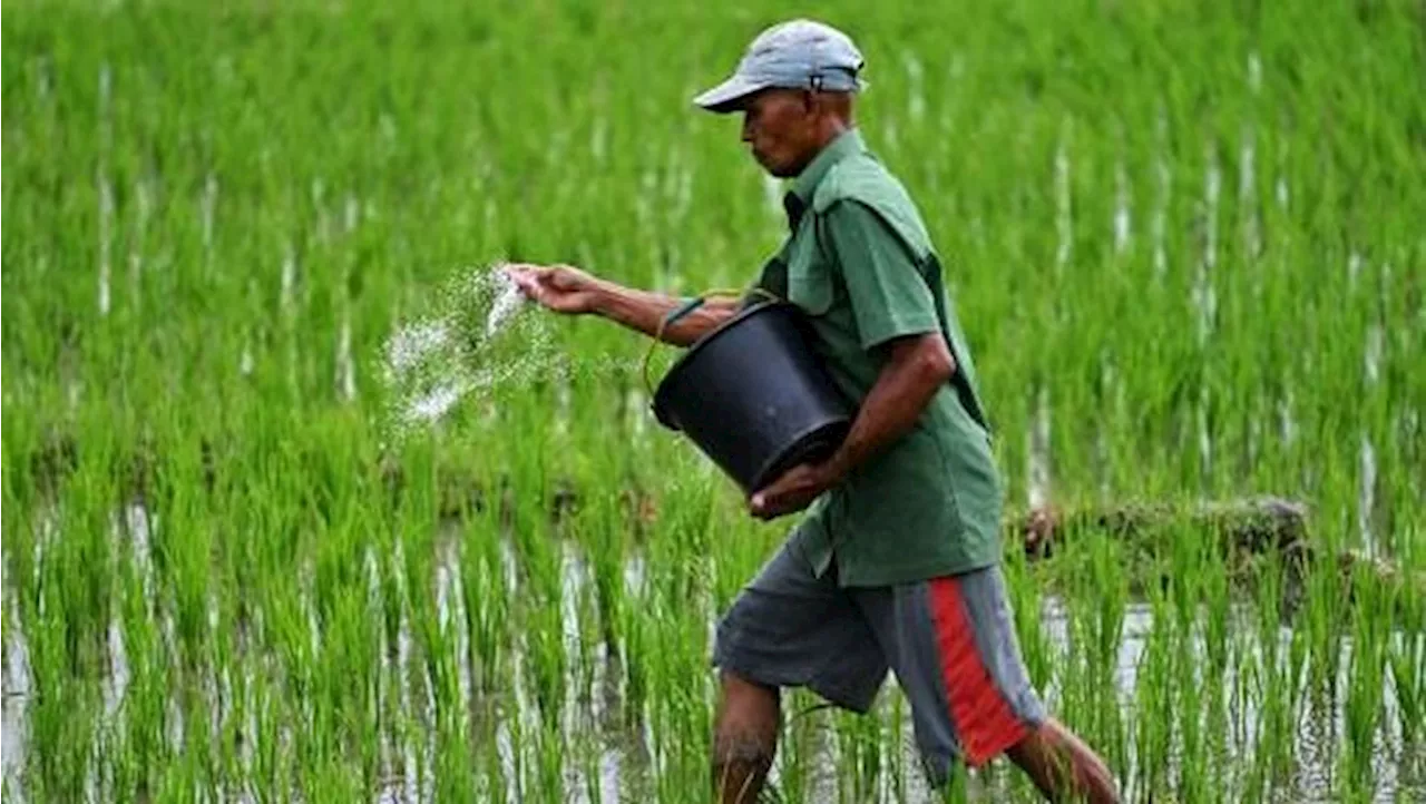 Prabowo Bakal Guyur Subsidi Pupuk Rp 44 T, Cukup Buat Petani?