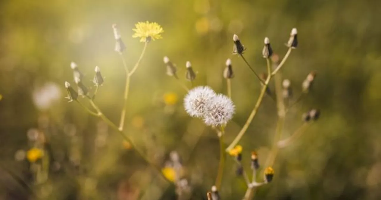 La hierba medicinal con múltiples beneficios para la salud que están comprobados por la ciencia