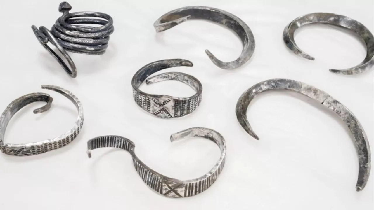 An archeology student finds 7 stunning Viking silver arm rings, Danish museum says