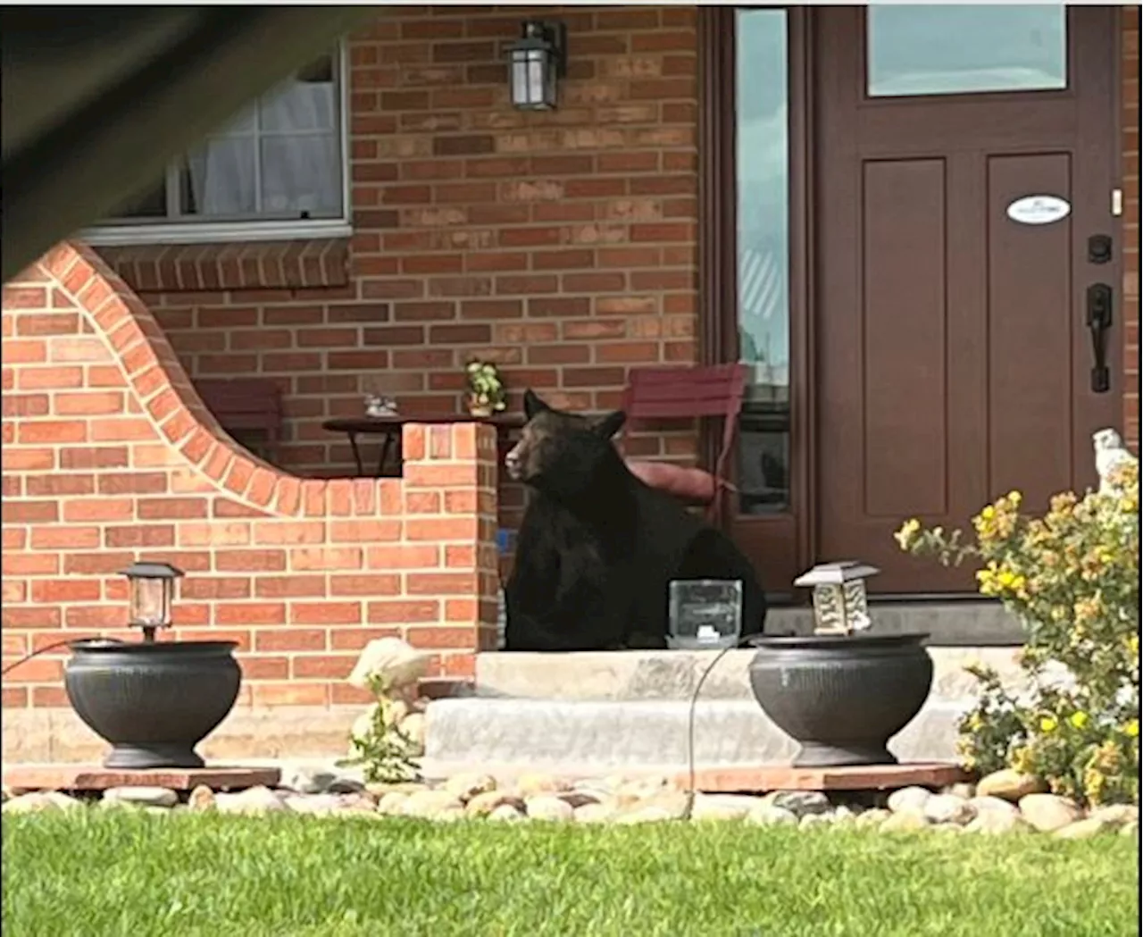 Wandering bear rescued from tree near Park Meadows Mall