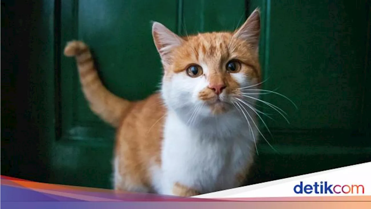 Mirip Manusia, Kucing Juga Berduka saat Hewan Peliharaan Lain Mati