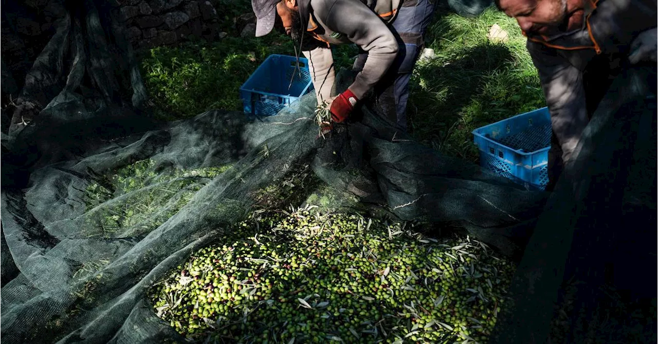 Indischer Arbeiter starb an Herzinfarkt auf italienischem Feld