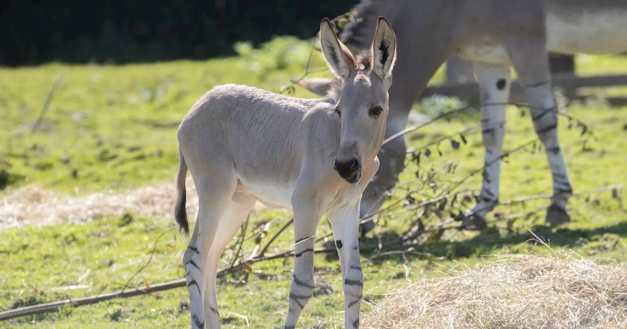 Knowsley Safari welcomes adorable and rare endangered foal