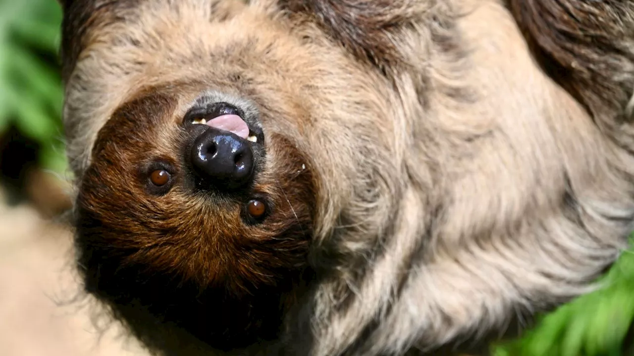 Sloth Fever: What To Know About Potentially Dangerous Oropouche Virus After First Deaths