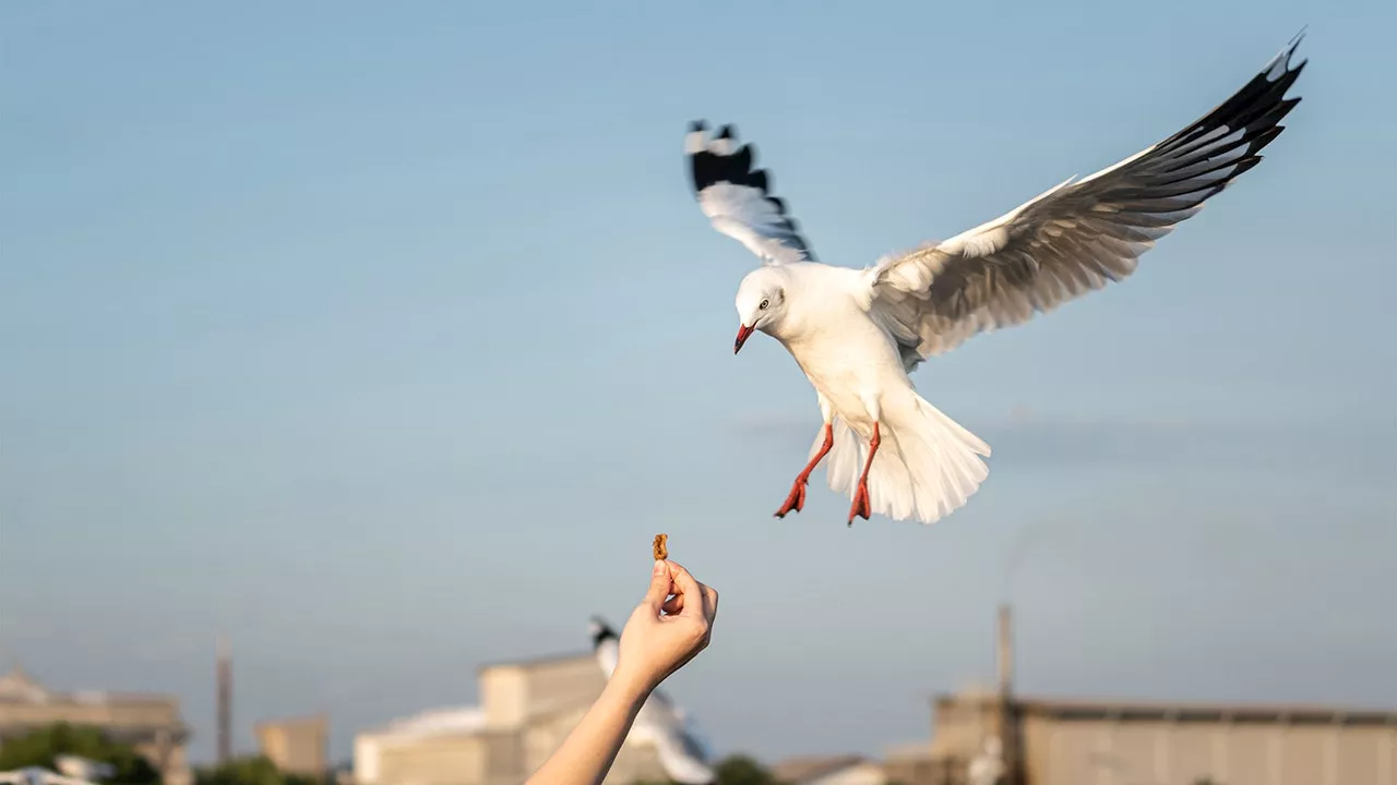 Food truck offers insurance policy after hungry birds cause issue among customers