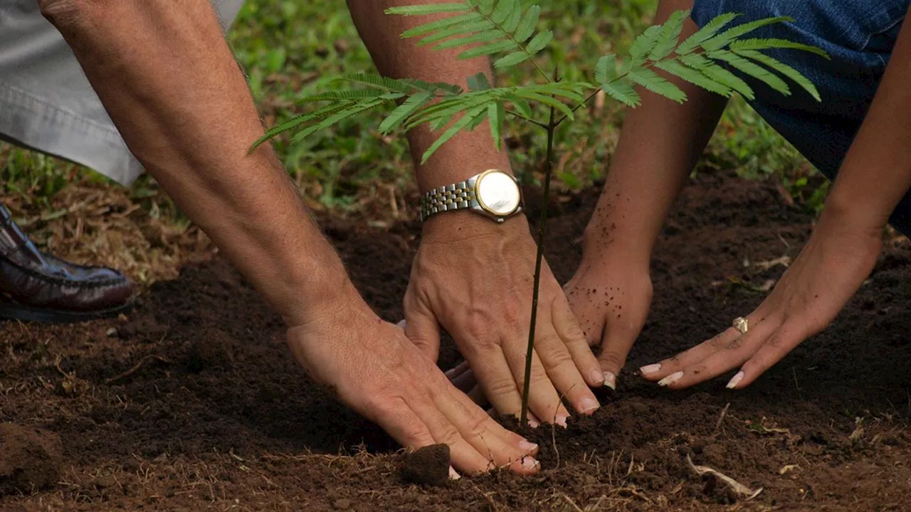 NCF plants trees to control erosion in FCT school