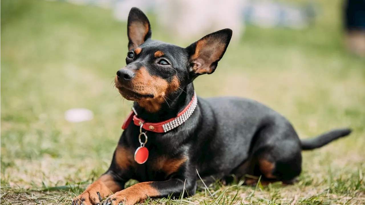  Hundesitter schlägt Hund mehrmals gegen geparkte Autos