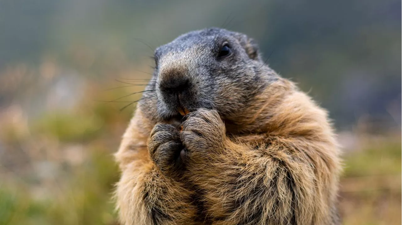 Letzter Pfiff! Österreich lädt zur Murmeltier-Jagd