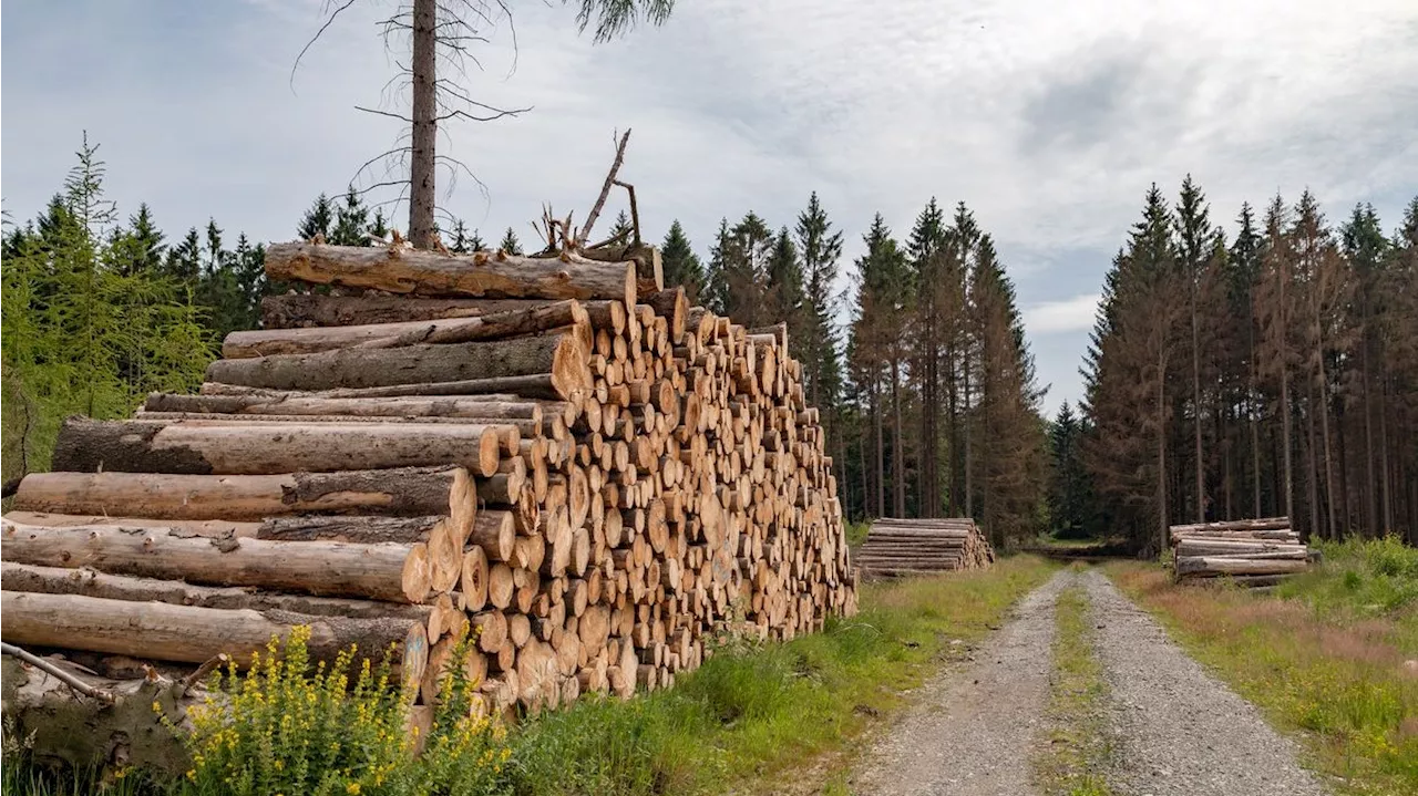  Schlepper brachte 8 Migranten über Waldweg nach Kärnten