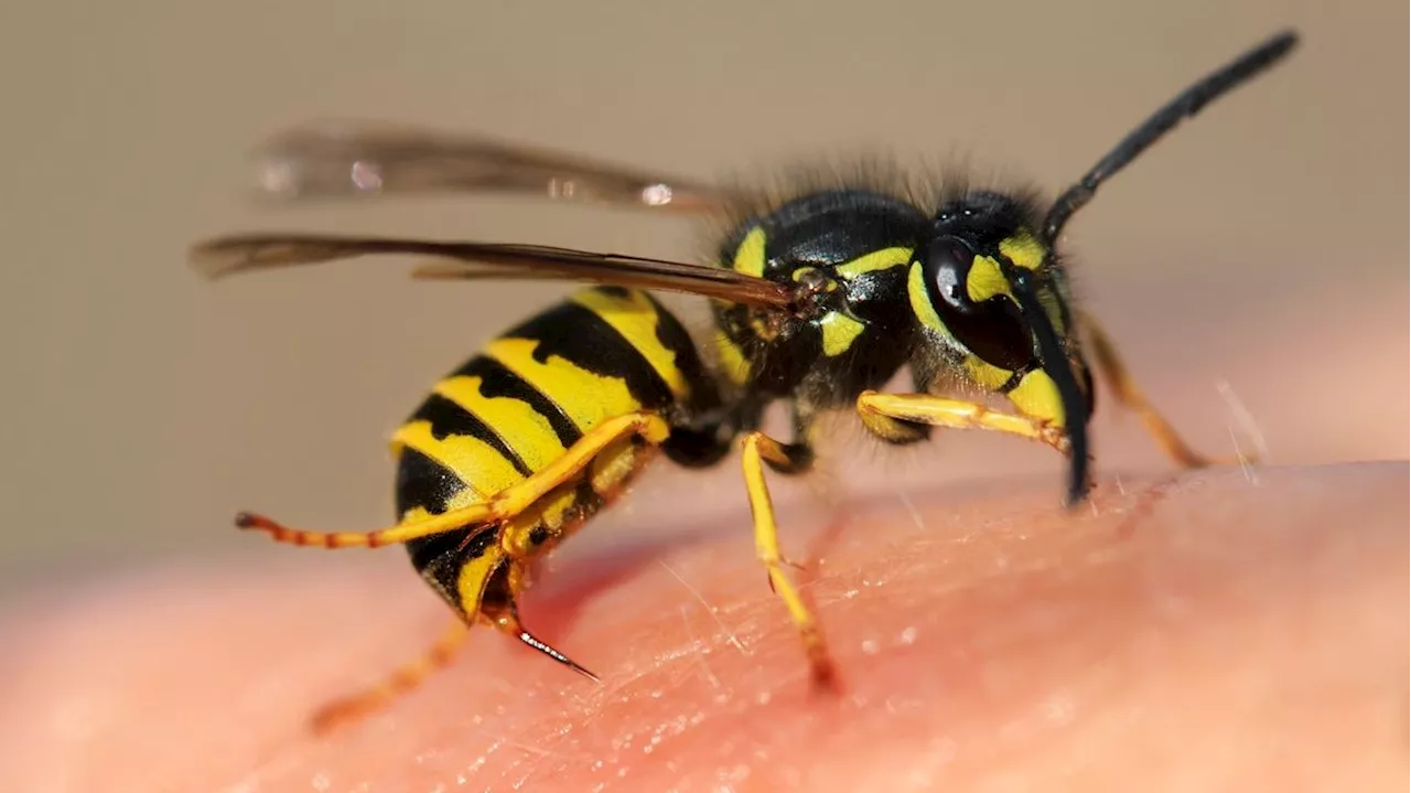 Schon drei Insekten-Tote – wer besonders gefährdet ist